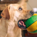 Интуитивные знаки в слот игре Dog House - развитие внутреннего голоса