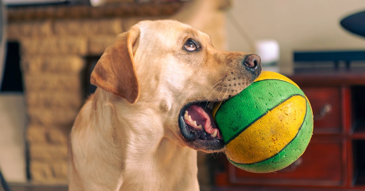 Интуитивные знаки в слот игре Dog House - развитие внутреннего голоса