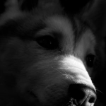 Интуитивный выбор казино с программами лояльности