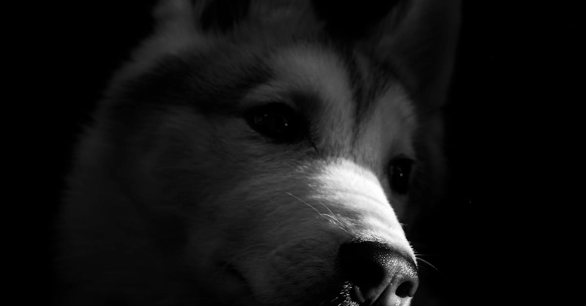 Интуитивный выбор казино с программами лояльности